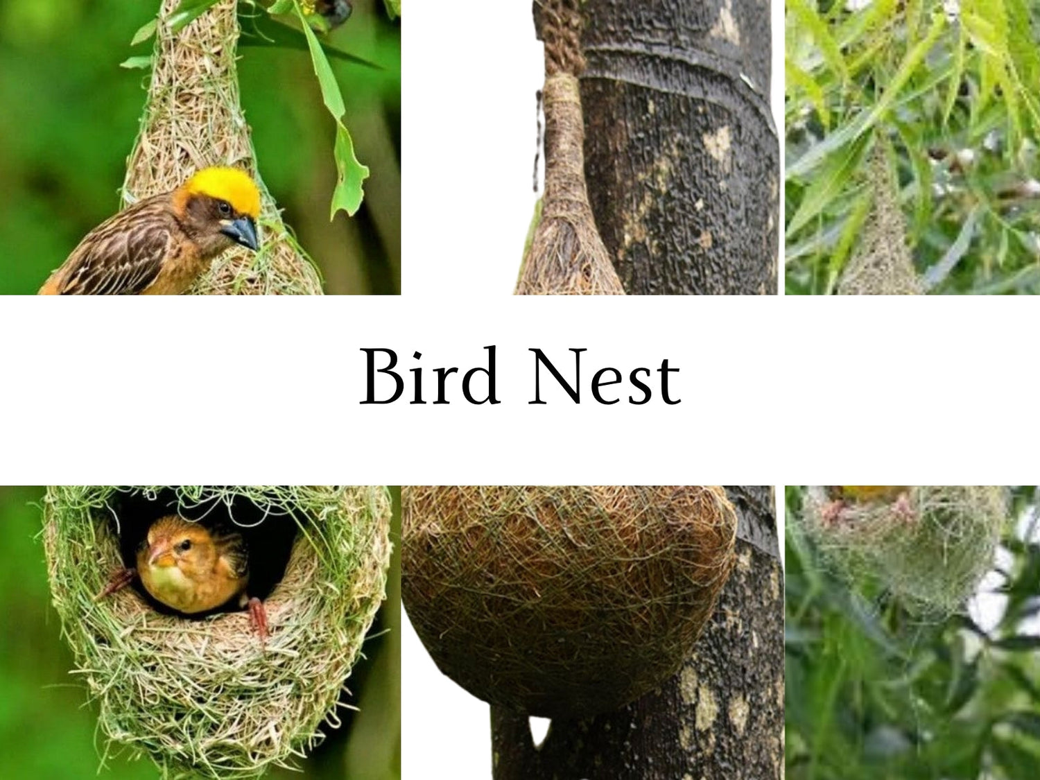 A cozy bird nest made of twigs and leaves, providing a safe home for birds to lay their eggs and raise their young. 