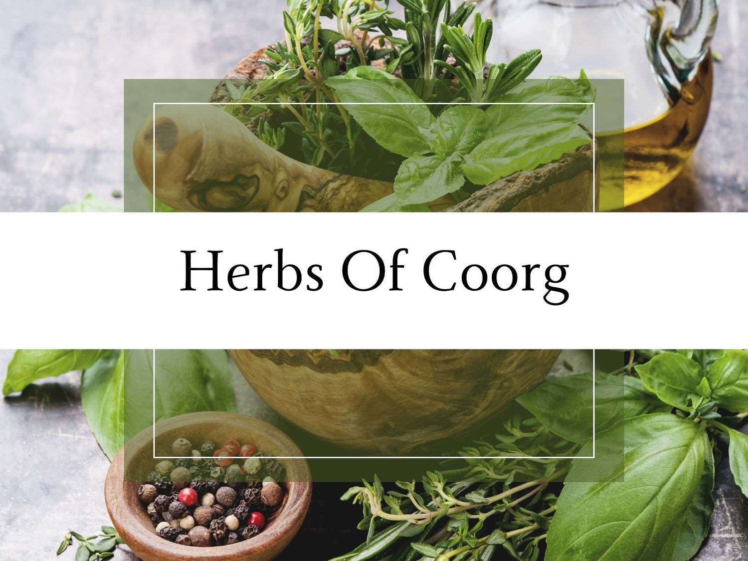 A vibrant display of Coorg herbs, showcasing nature's healing touch in every lush green leaf.